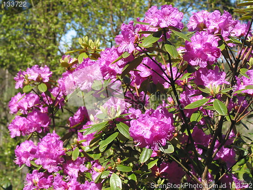 Image of Rhododendron P.J. Mezitt