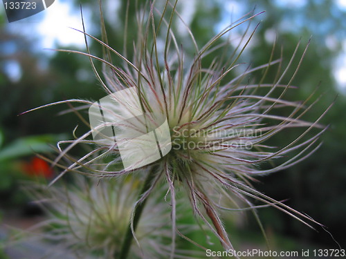 Image of seeds