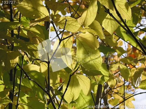 Image of Autum leaves in the sun