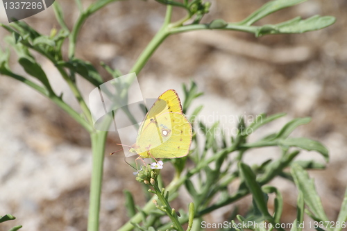 Image of Butterfly on plant