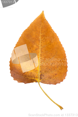 Image of Fall leaf