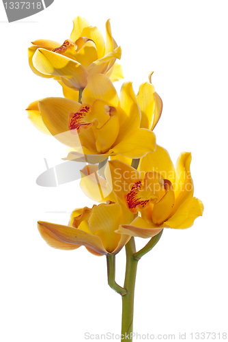 Image of Fresh bright yellow orchid