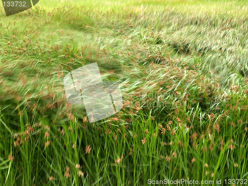 Image of Seagrass