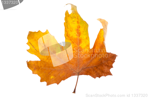 Image of Maple-leaf