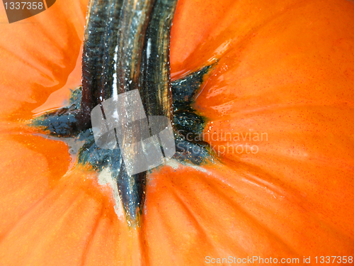 Image of Pumpkin up close