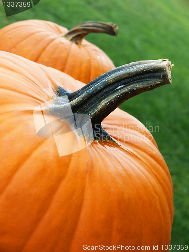 Image of Two pumpkins