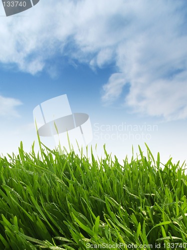 Image of Grassy Hill