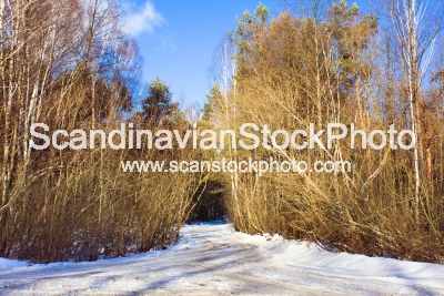 Image of Snow-covered road to wood 
