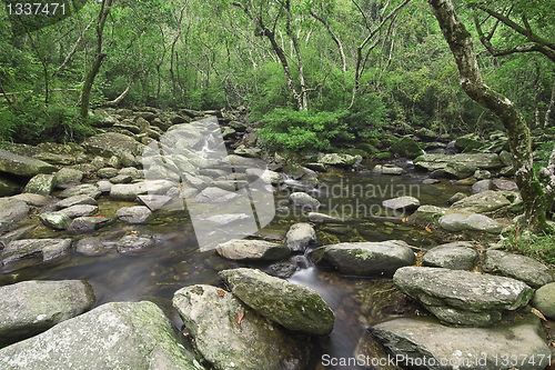 Image of cascade of water through forest