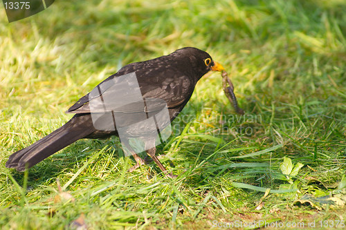 Image of blackbird knotting a worm