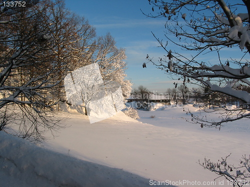 Image of Low sun in winter forest