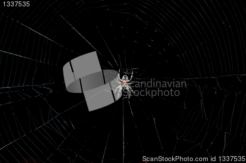 Image of Hunting spider on the web