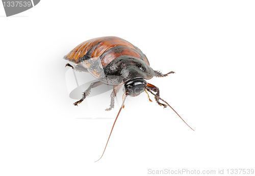 Image of Madagascar cockroach