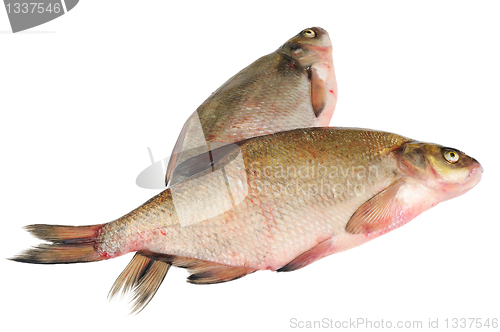 Image of Two fresh freshwater fish