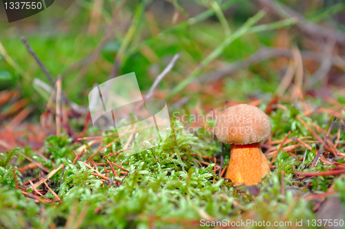 Image of Mushroom in the moss