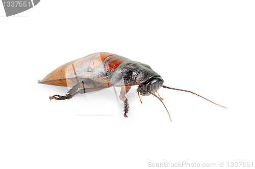 Image of Madagascar cockroach