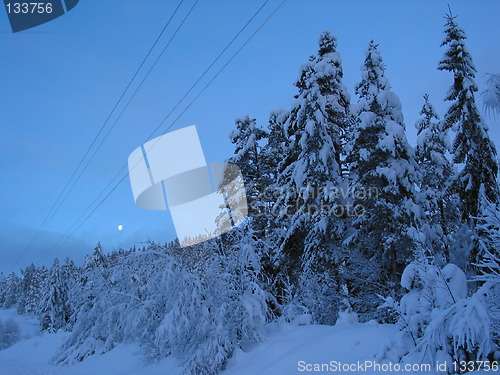 Image of Winter forest in evening