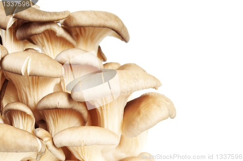 Image of Bunch of mushrooms - Oyster