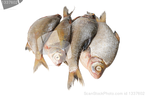 Image of Several fresh freshwater fish