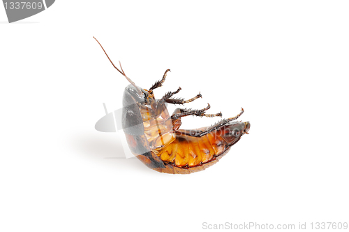 Image of Madagascar cockroach, lying on his back