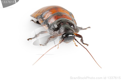 Image of Madagascar cockroach
