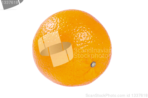 Image of Ripe oranges