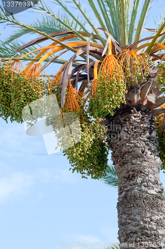 Image of Date palm