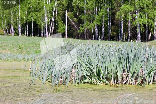 Image of Summer landscape