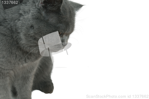 Image of Gray cat looking at something.