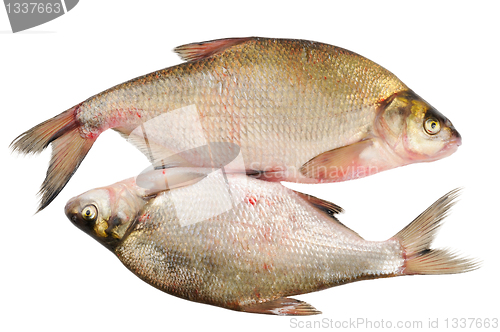 Image of Two fresh freshwater fish