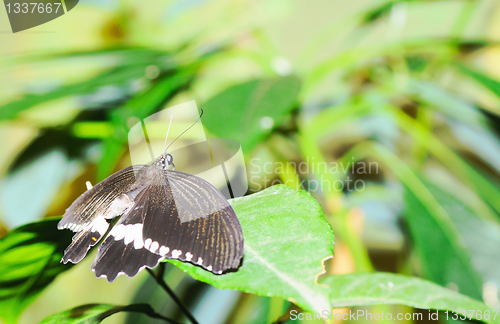 Image of Butterfly on a leaf. On  background of leaves.
