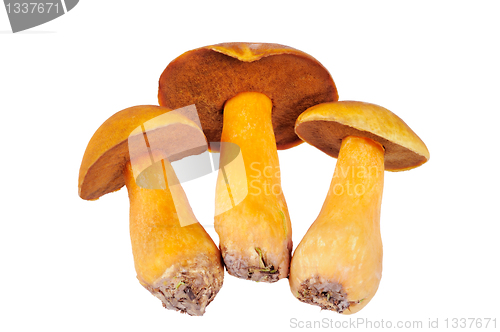 Image of Three Mushrooms. Russula