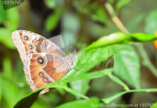 Image of Butterfly on a leaf. On  background of leaves.