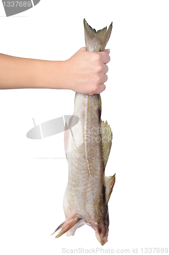Image of Raw fish without the head in hand