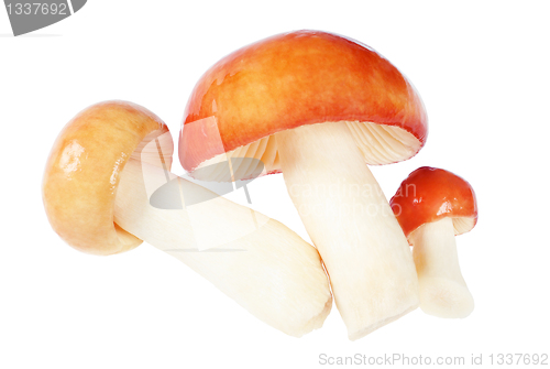 Image of Three Mushrooms. Russula