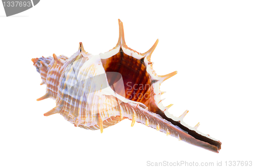 Image of Old seashell