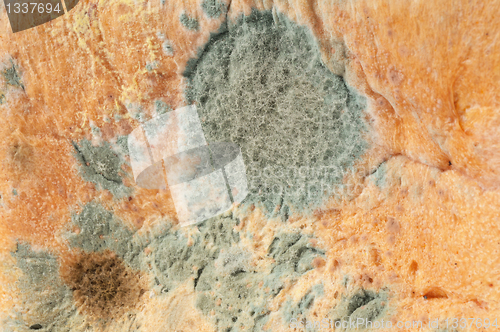 Image of Moldy bread. Background