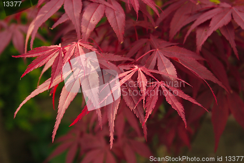 Image of japanese maple leaf