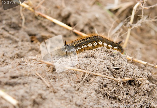 Image of Caterpillar