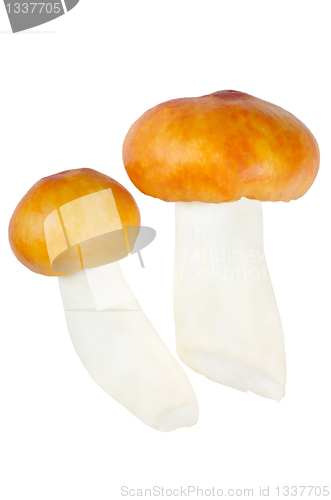 Image of Two Mushrooms. Russula