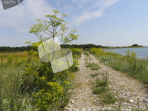 Image of Summer in Denmark