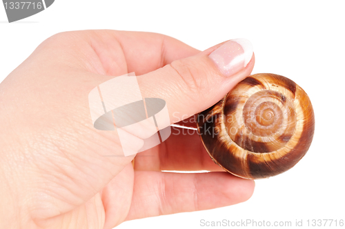 Image of Bourgogne snails with garlic butter