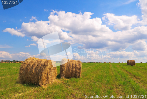 Image of Straw bales on field