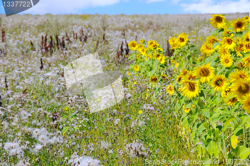 Image of A beautiful field of flowers