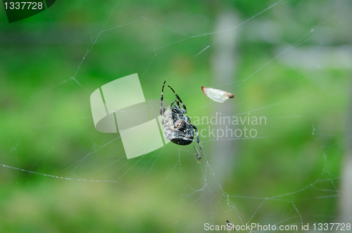 Image of Spider in the Web