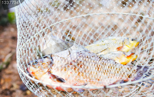 Image of Fresh fish in the net