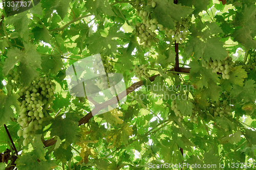 Image of Bunch of grapes on the vine.