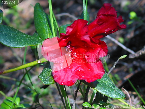 Image of Rhododendron