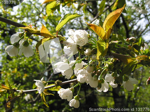 Image of Blooming cherries