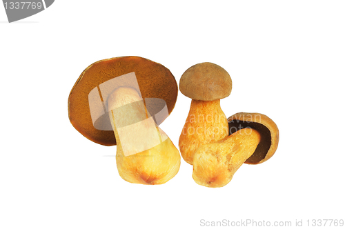 Image of Three Mushrooms. Russula